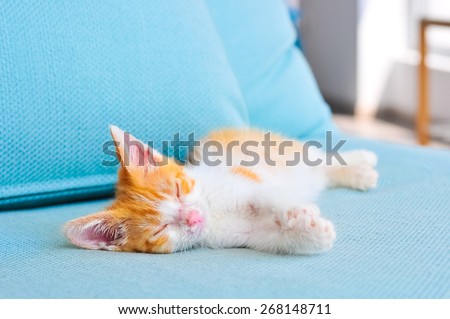 Adorable orange baby cat sleeping on a blue sofa in office. Adopting a pet and love for animals concept.