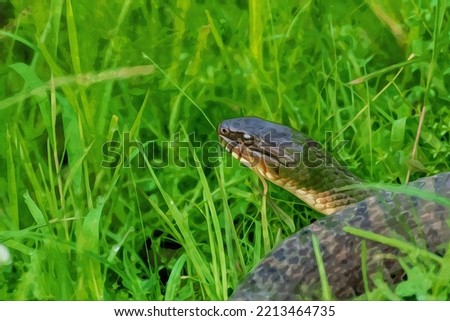 Digitally created watercolor painting of a plain-bellied water snake hunting in tall grass.