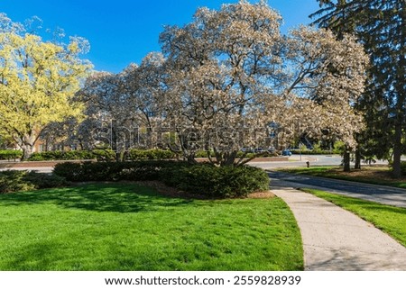 Similar – Foto Bild Magnolienbaum im Frühling