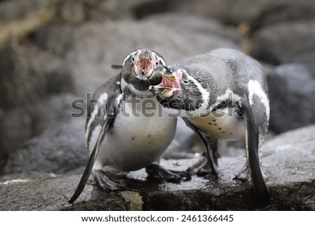 Similar – Humboldt Penguin Zoo Water