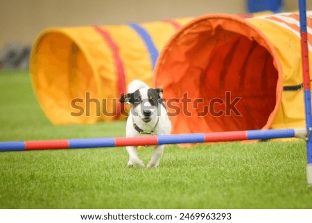 Similar – Foto Bild Hund springt über einen Zaun