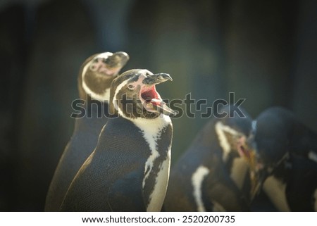 Similar – Humboldt Penguin Zoo Water