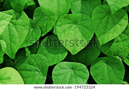 Green leaf background , Plenty of wet leaves