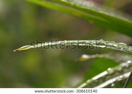 Fresh drops of dew on pandan leaves, vintage