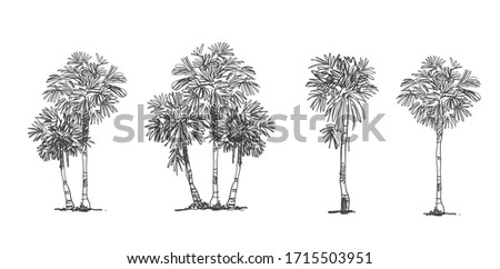 Side view, set of graphics Palm trees elements , Sketch tree 