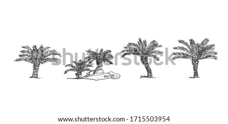 Side view, set of graphics Palm trees elements , Sketch tree 