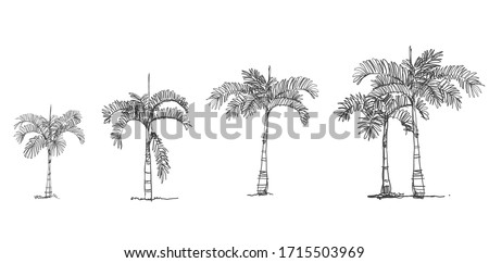 Side view, set of graphics Palm trees elements , Sketch tree 