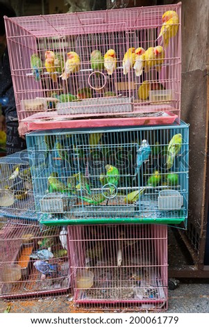Birds for sale in bird market