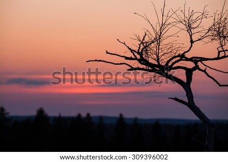 Small tree silhouette after sunset