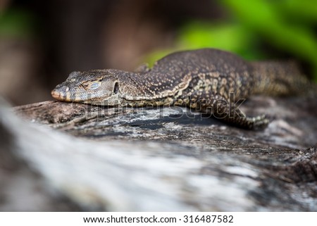 Lizard sleeping on log in nature