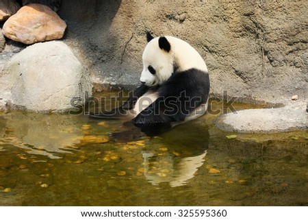 Giant panda enjoying a bath