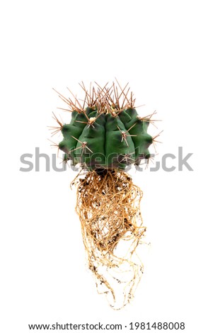 Similar – Image, Stock Photo Succulent leaf with roots and shoots.