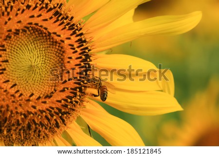 Sunflower blossom, Lopburi province, Thailand