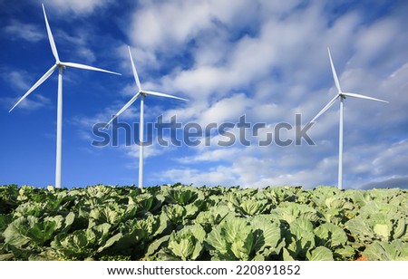 green cabbage fields with wind turbines generating electricity