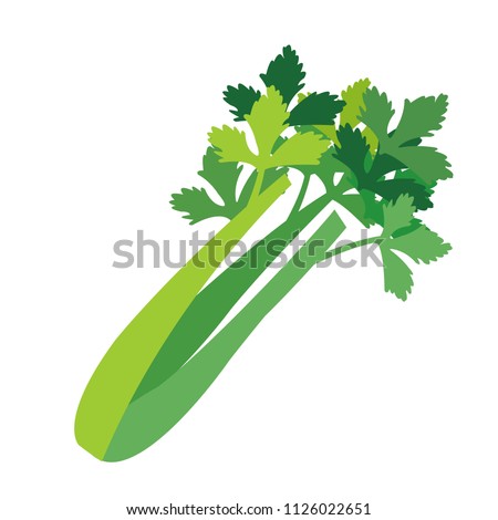 Nature organic vegetable Celery, healthy vector colorful food vegetable spice ingredient.