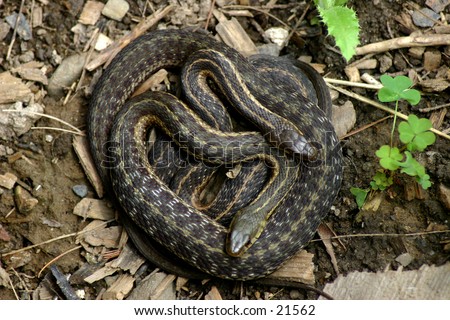 Two Gardner Snakes Coiled Up Stock Photo 21562 : Shutterstock