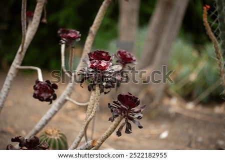 Similar – Image, Stock Photo Woodoo in the nursery