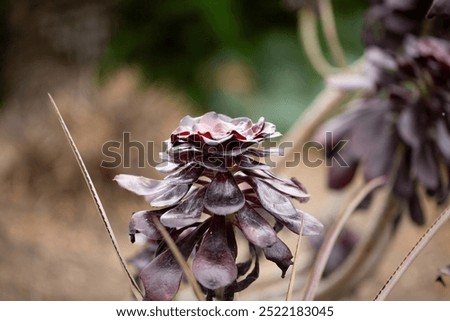 Similar – Image, Stock Photo Woodoo in the nursery