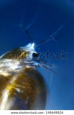 Micro Photo of a Water Flea