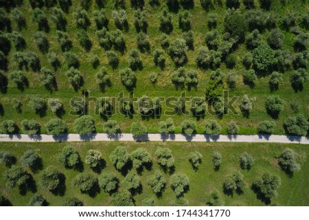 Similar – Foto Bild Luftaufnahme von Olivenbäumen, die ein Muster aus senkrechten Linien und braunem Feld bilden