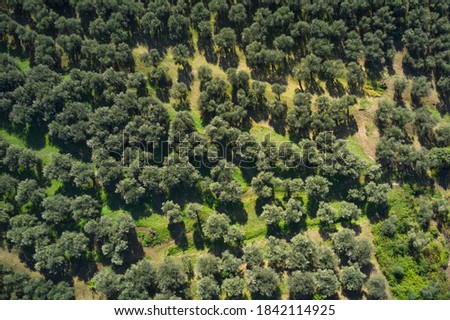 Similar – Foto Bild Luftaufnahme von Olivenbäumen, die ein Muster aus senkrechten Linien und braunem Feld bilden