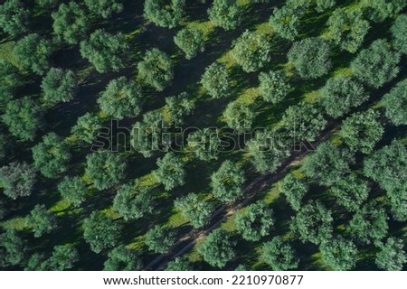 Foto Bild Luftaufnahme von Olivenbäumen, die ein Muster aus senkrechten Linien und braunem Feld bilden