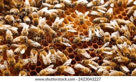 Similar – Image, Stock Photo swarms