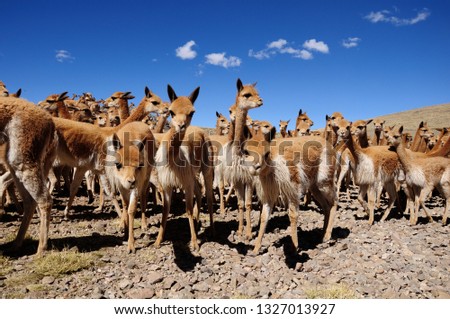 group of curious vicuñas during the traditional rodeo or Chaccu in the national reserve of Pampa Galeras Ayacucho and intense blue sky. Zdjęcia stock © 