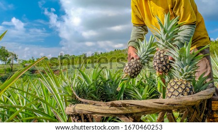 Similar – Foto Bild Ananasplantage. Landschaft Ananasfarm und Berg. Anbau von Plnat. Anbau von Ananas in Bio-Farm. Landwirtschaftliche Industrie. Grüner Ananasbaum im Feld und weißer Himmel und Wolken.