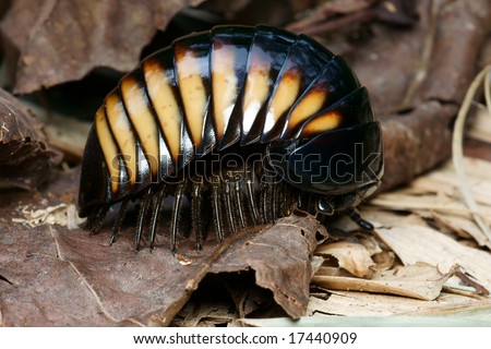 4. Pill Bug ... see all it legs