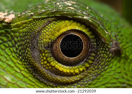 Green Lizard eye