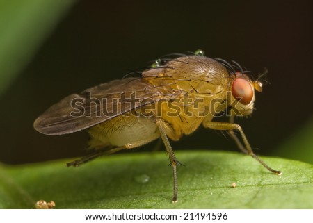 Fruit Fly moving it leg