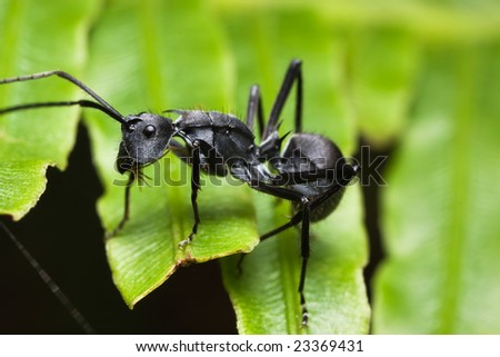 Ant side view