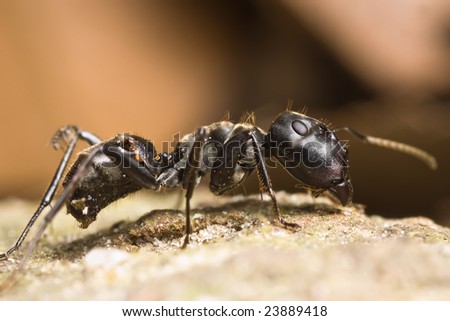 Black Ant side view