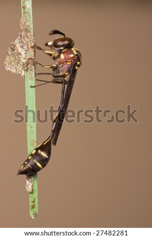 Weird Wasp resting over stick light brown background