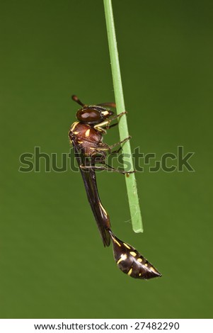Weird Wasp resting over stick green background