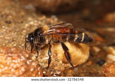 Honey Bee on ground drinking water