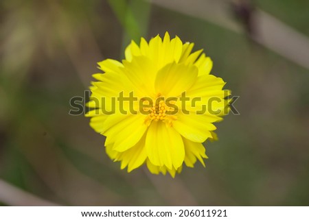 Yellow Dahlia Flower with Yellow Center