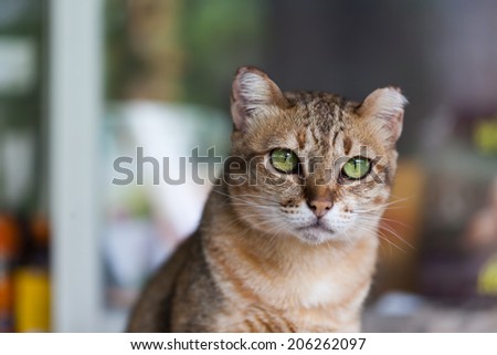 Bengal cat in light brown and cream looking with pleading