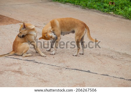 Dog are checking for fleas and ticks, Thailand