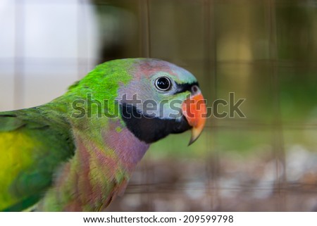 Close-up on eye amazon parrots in a cage