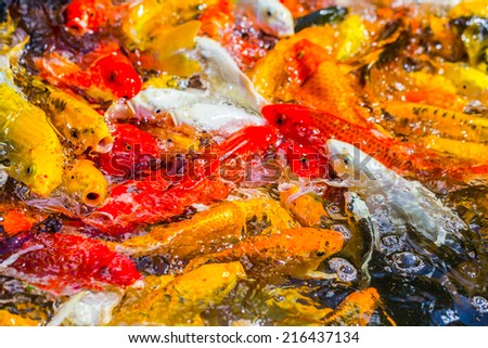 Koi Fish swimming beautiful color variations natural organic