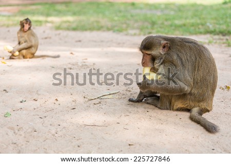 monkey sits on the tree and eats banana, Nature