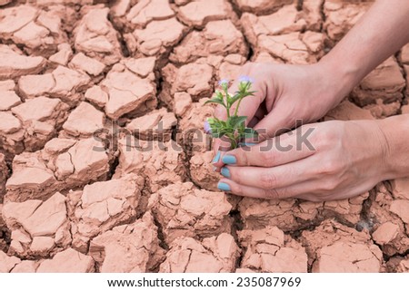 Woman hands holding flower growing on cracked earth background