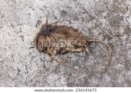 Old Dead mouse/Rat die/Dead rat on concrete floor