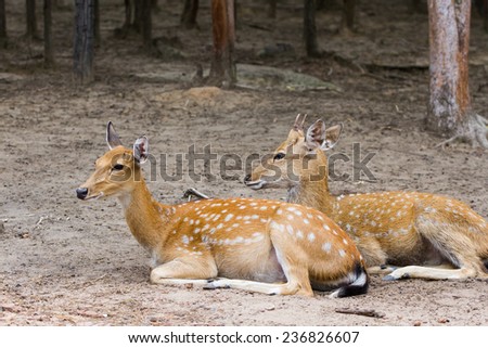 Young Whitetail Deer male and female sitting together in the public park