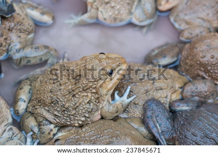Many frogs in the market background