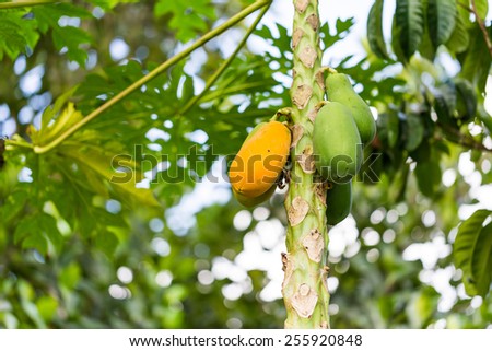Fresh Papaya on the papaya tree with orange papaya on green background