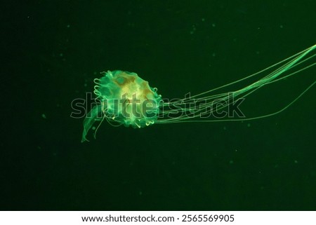 Similar – Image, Stock Photo Transparent Jellyfish With Long Poisonous Tentacles