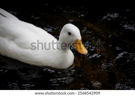 Image, Stock Photo White duck on the shore of pond with green reflecting water surface